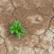 a plant grows in dry, cracked earth