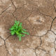 a plant grows in dry, cracked earth