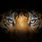 Tiger eyes on black background
