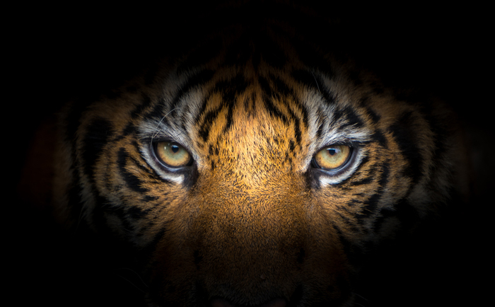 Tiger eyes on black background